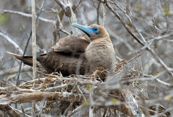 Galapagos Island Birds