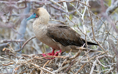 Galapagos Island Birds
