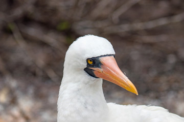Galapagos Island Birds