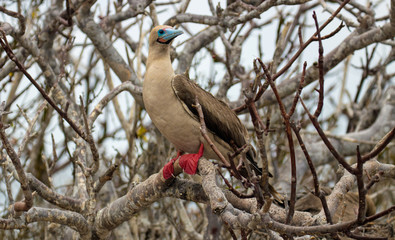 Galapagos Island Birds