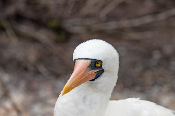Galapagos Island Birds