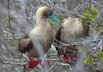 Galapagos Island Birds