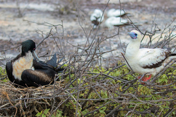 Galapagos Island Birds