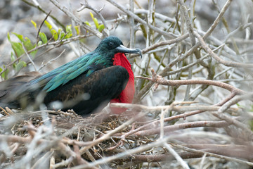 Galapagos Island Birds