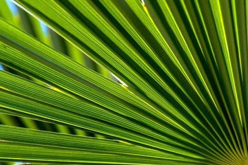 Palm frond