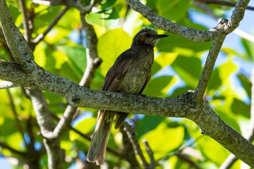 南大東島のダイトウヒヨドリ