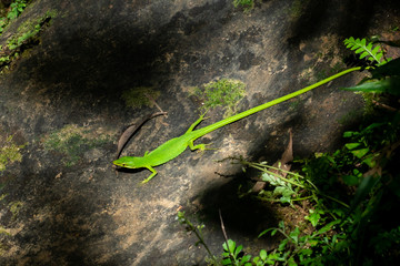岩を歩くサキシマカナヘビ