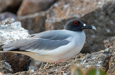 Galapagos Island Birds