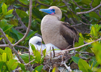 Galapagos Island Birds