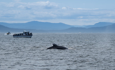 Obraz premium Whale spraying near Canadian waters.
