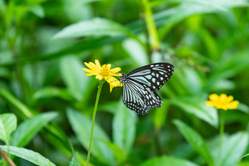 西表島の花と蝶
