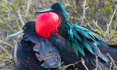 Galapagos Islands Wildlife