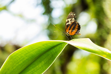 Butterfly On A Leaf