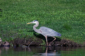 A Great Blue Heron stalks the shoreline. These large herons will stalk their prey through the water before they strike.