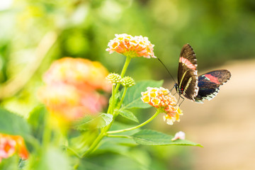 Butterfly On A Flower