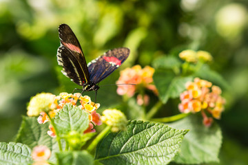 Butterfly On A Flower