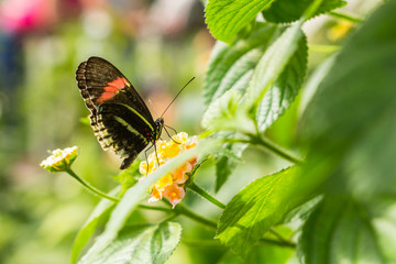 Butterfly On A Flower