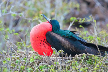 Naklejka premium Galapagos Islands Wildlife