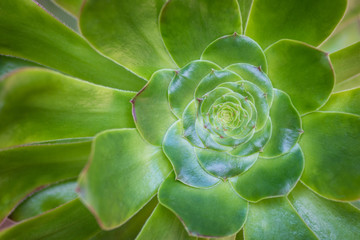 Green Succulent