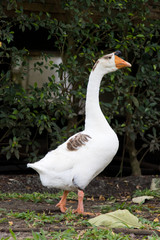 White goose walk on green grass background