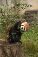 レッサーパンダ