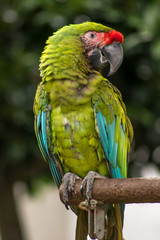 ヒワコンゴウインコ
