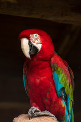 コンゴウインコ