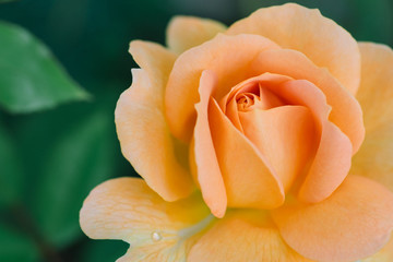 Peach Rose