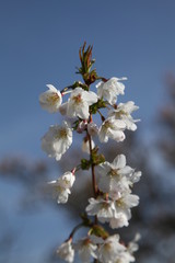 Obraz premium IMG_2972.JPG