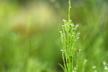 Morning dew drops on horsetail