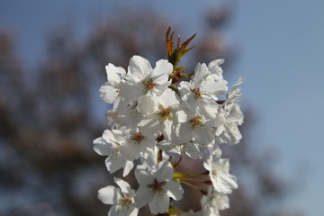 Obraz premium IMG_3017.JPG