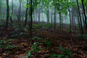 Thick fog in a morning summer. Czech.
