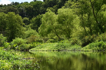 Fototapeta premium Green Riverside