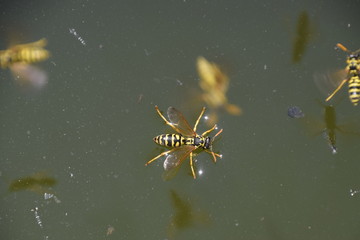 Wasps Polistes drink water. Wasps drink water from the pan, swim on the surface of the water, do not sink.