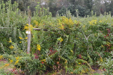 Obraz premium Wild Flowers