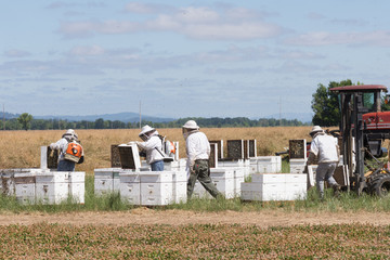 Hives and Crop