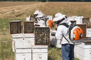 Hives in the Field