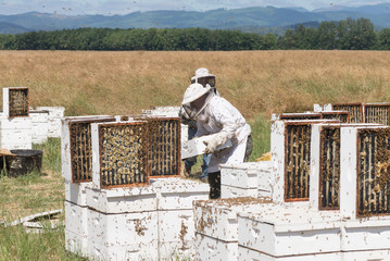 Workng the bees