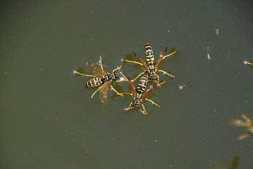 Wasps Polistes drink water. Wasps drink water from the pan, swim on the surface of the water, do not sink.