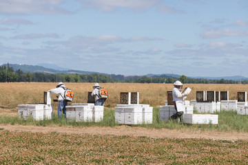 Collecting the Hives