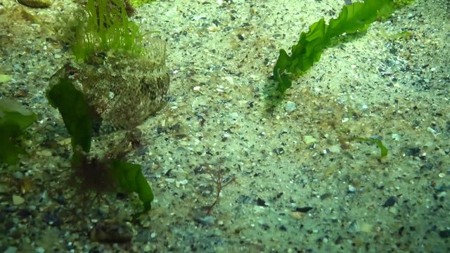 Fish of the Black Sea, Tentacled blenny (Parablennius tentacularis)