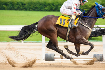 Gwacheon Racing Park, running horse