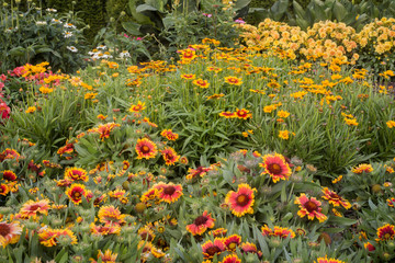 Colorful Perennials