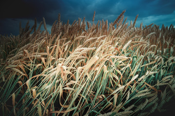 Harvest of bread, field of ripe wheat, against the dark sky. Toned photo, selective focus.