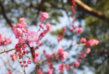 梅　素材