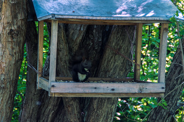   little squirrel in his house in the coniferous forest