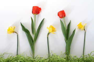 Żonkile i tulipany z rzędu - 213304712
