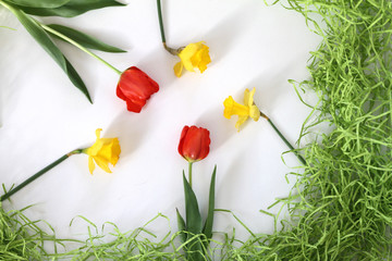 Daffodils and Tuilips - 213304716
