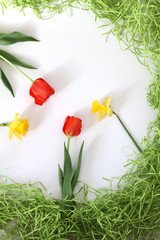 Daffodil and Tuilips