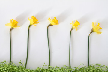 Row of Daffodil